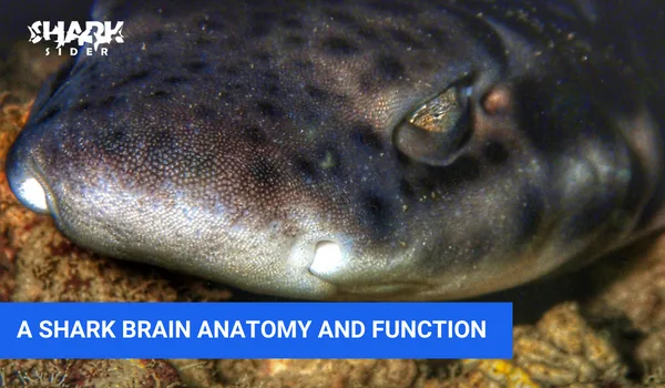 A Shark Brain Anatomy And Function