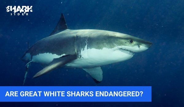 Are Great White Sharks Endangered?