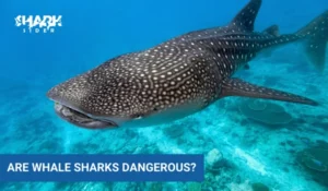 Are Whale Sharks Dangerous