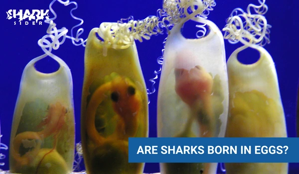 Are sharks born in eggs?