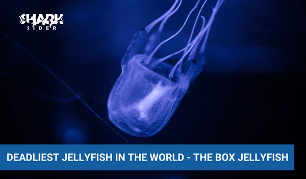 Deadliest Jellyfish In The World - The box jellyfish