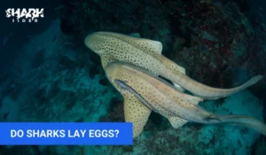Do Sharks Lay Eggs?