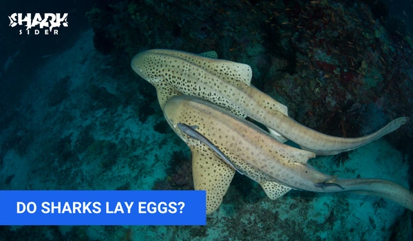 Do Sharks Lay Eggs?