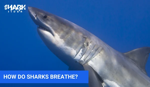 How Do Sharks Breathe?