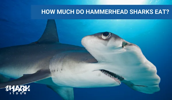 How much do Hammerhead sharks eat