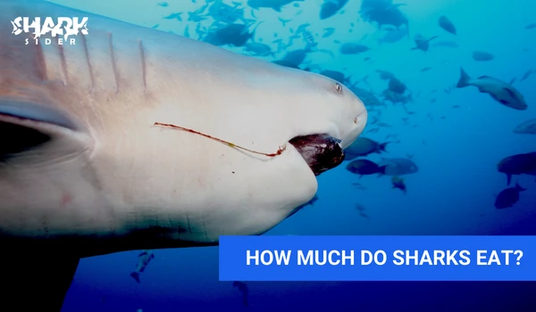 How much do sharks eat?