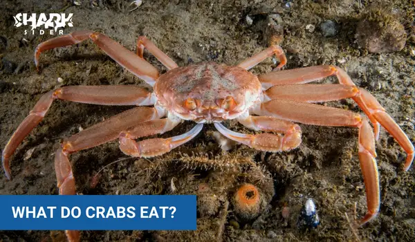 What Do Crabs Eat?