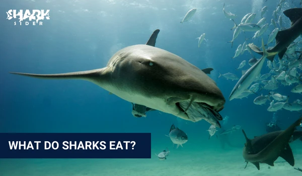 What Do Sharks Eat?