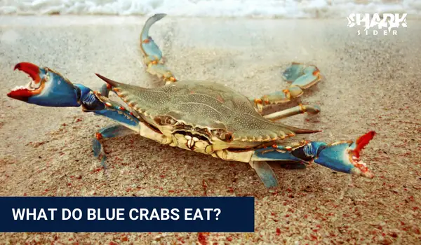 What do blue crabs eat?