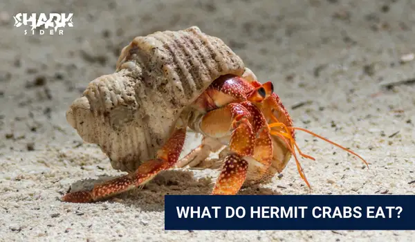 What do hermit crabs eat?