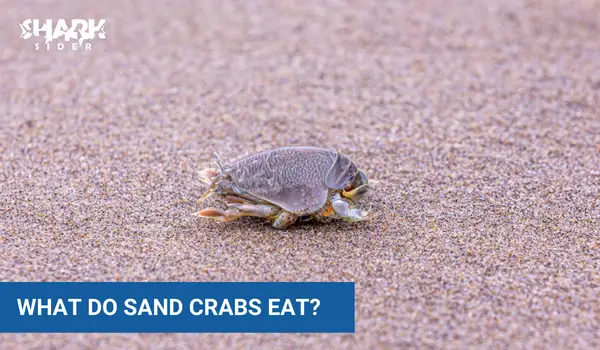 What do sand crabs eat?
