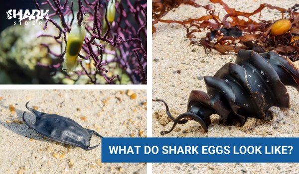 What do shark eggs look like?