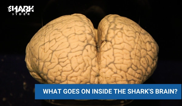 What goes on inside the shark's brain?