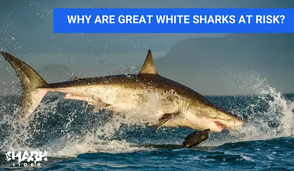 Why are Great White sharks at risk?