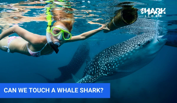 can we touch a Whale shark