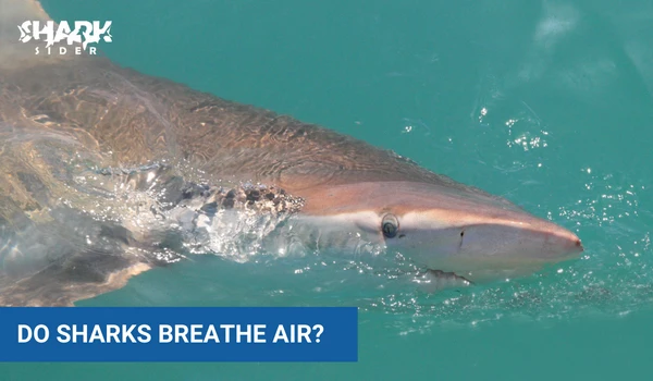 do sharks breathe air?