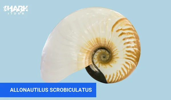 Allonautilus Scrobiculatus