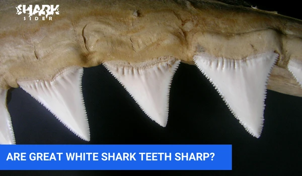 Are Great White shark teeth sharp?