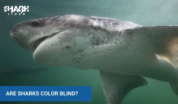 Are Sharks Color Blind