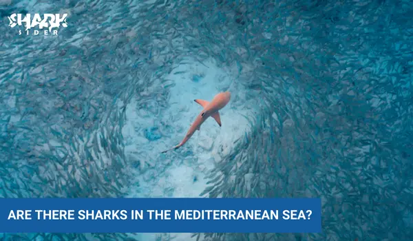 Are There Sharks In The Mediterranean Sea