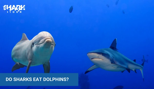 Do Sharks Eat Dolphins