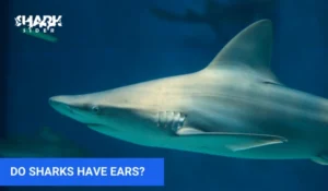 Do Sharks Have Ears?