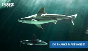 Do Sharks Make Noise