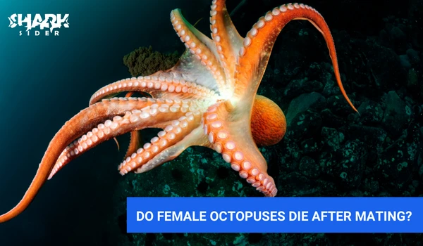 Do female octopus die after mating