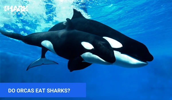 Do orcas eat sharks