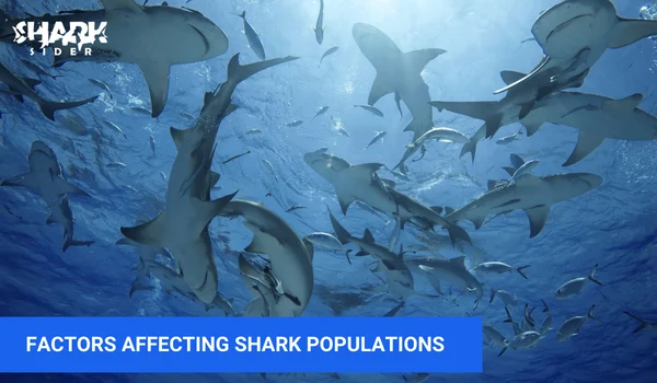 Factors affecting shark populations