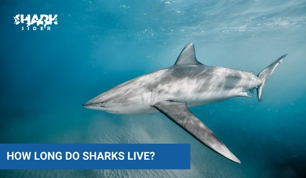 How Long Do Sharks Live?