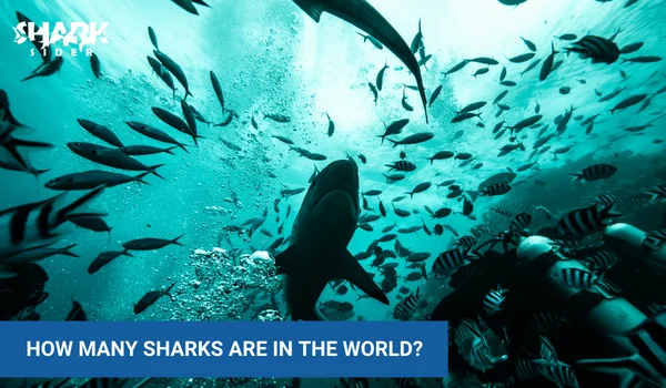 How Many Sharks Are In The World