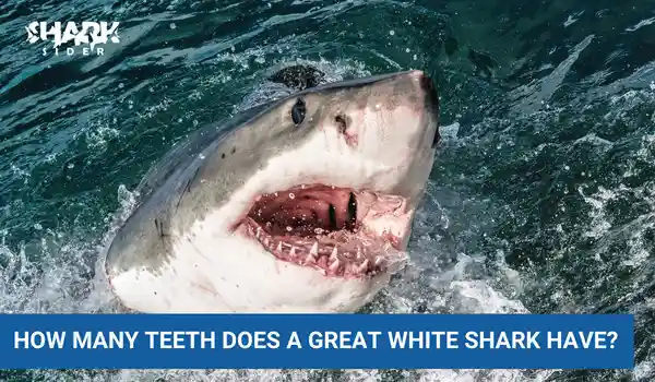 How Many Teeth Does a Great White Shark Have?