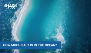How Much Salt Is In The Ocean?