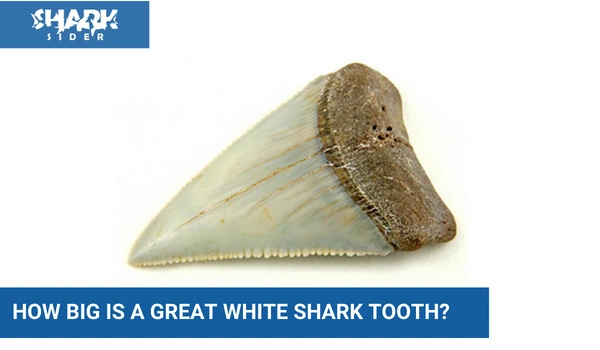 How big is a Great White shark tooth?