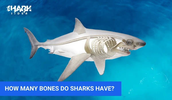 How many bones do sharks have?