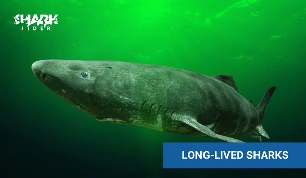 Long-lived sharks