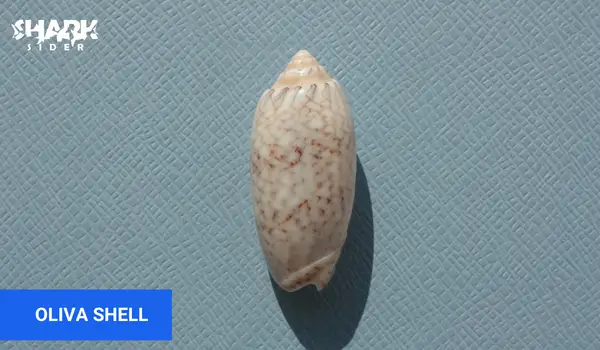Oliva Shell