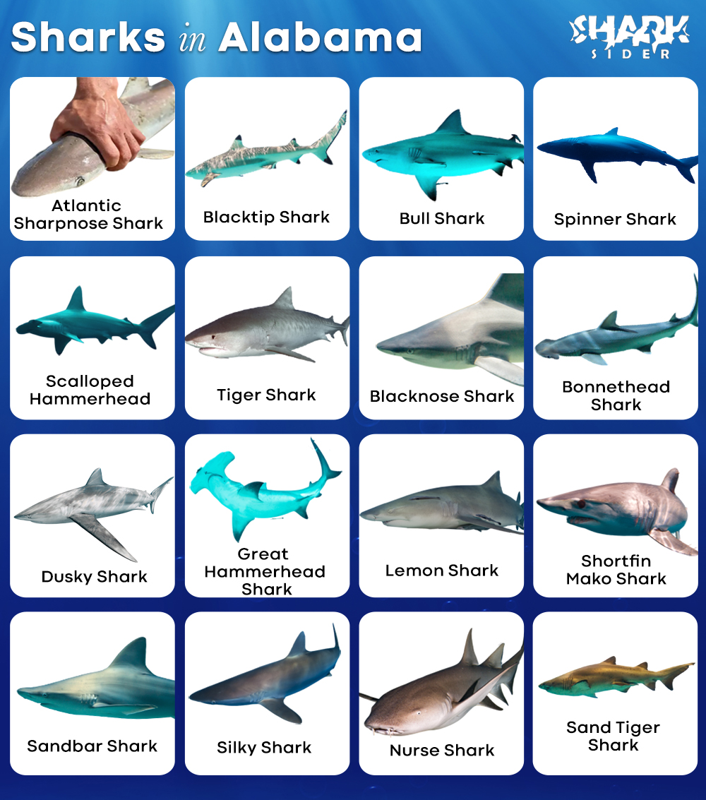 Sharks in Alabama