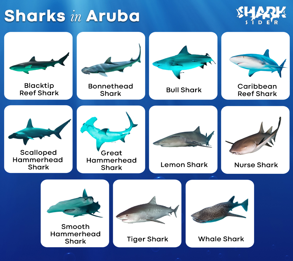 Sharks in Aruba