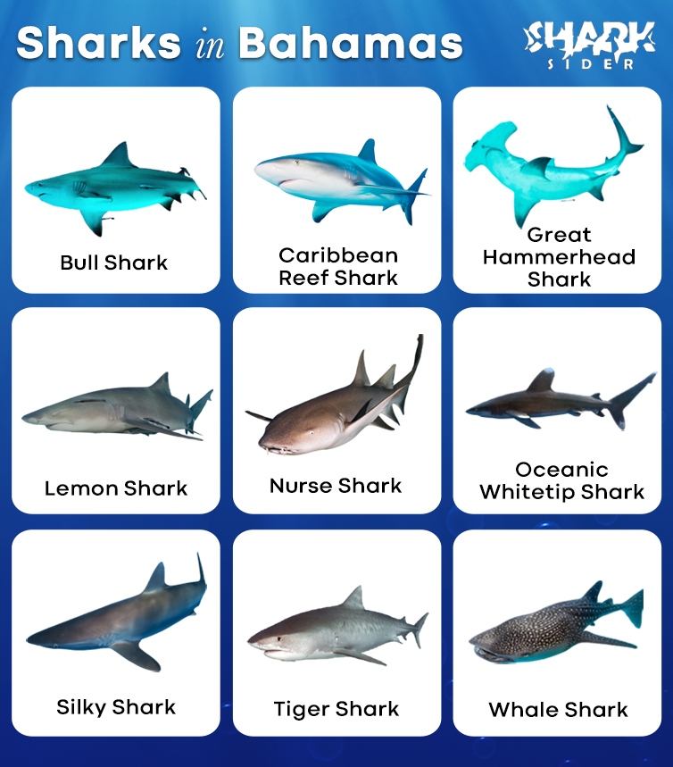 www.sharksider.com