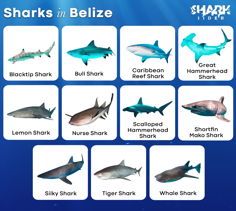 Sharks in Belize