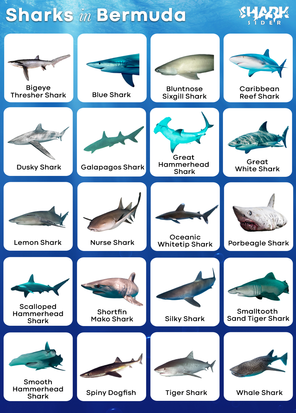 Sharks in Bermuda