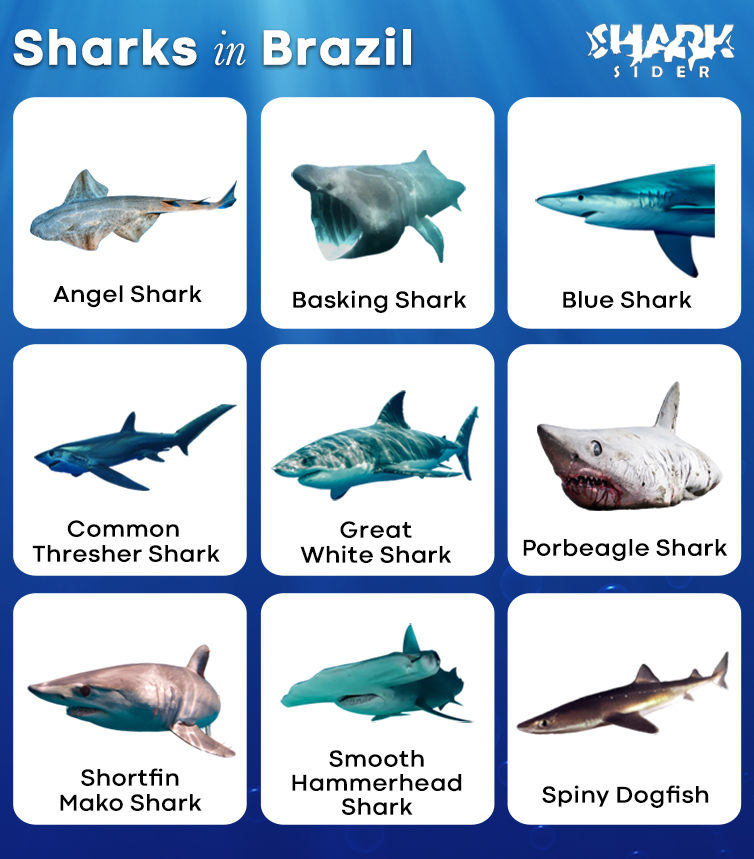 Sharks in Brazil