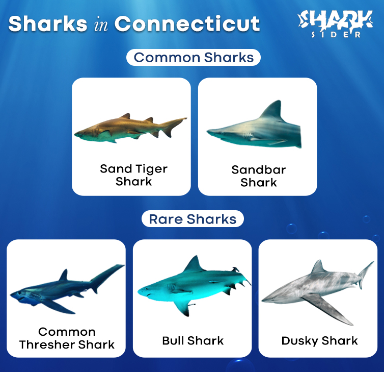 Sharks in Connecticut