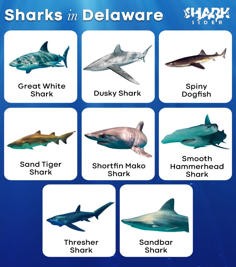 Sharks in Delaware