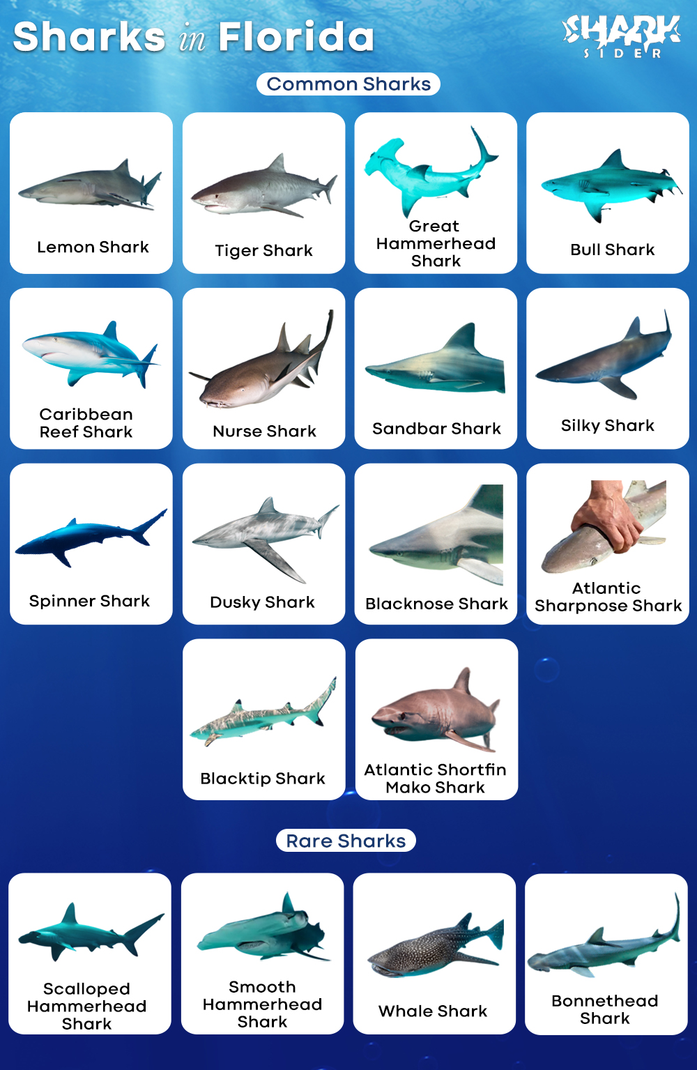 Sharks in Florida
