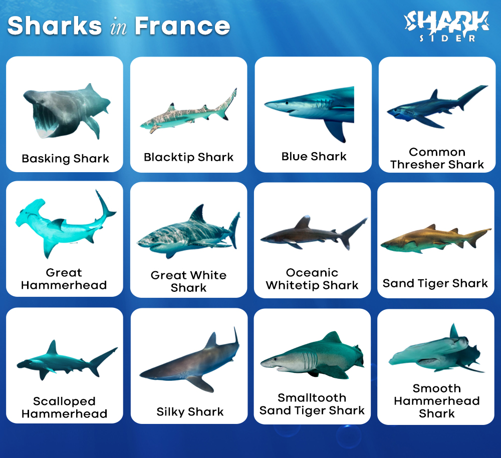Sharks in France