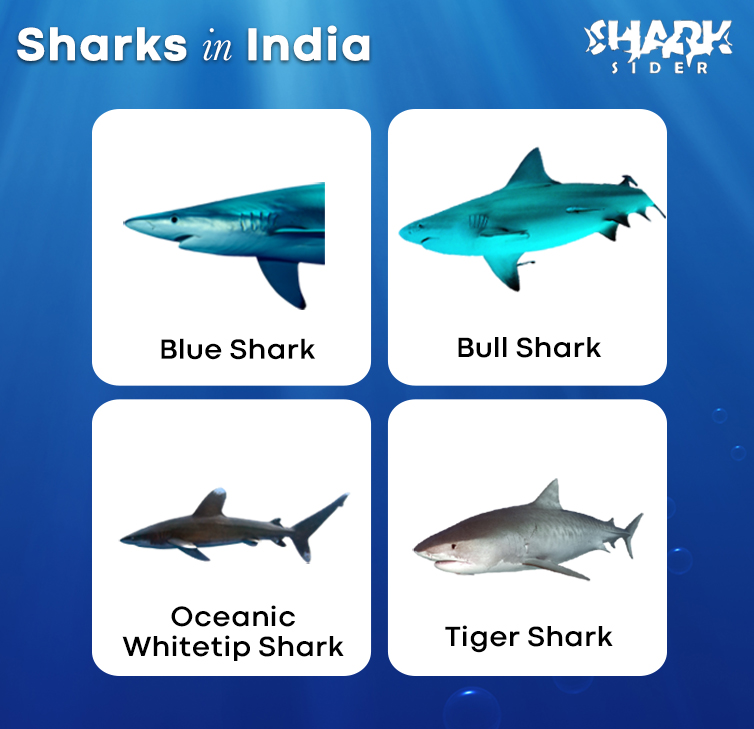 Sharks in India