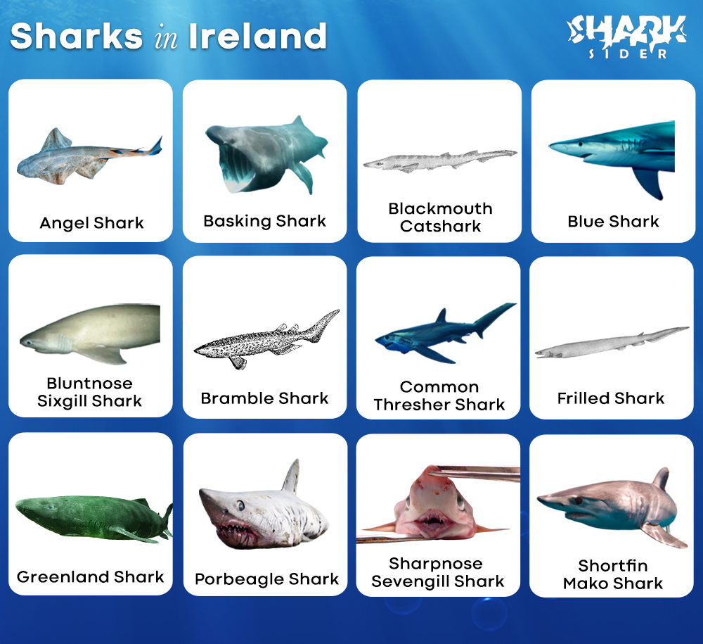 Sharks in Ireland